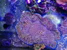 [TodoMarino.com] Tridacna de 25 cm, Bcn - Sant Cugat del Vallès