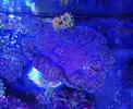 [TodoMarino.com] Tridacna de 25 cm, Bcn - Sant Cugat del Vallès