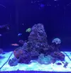 [TodoMarino.com] Nuevo cubo reef 125 lts