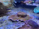 [TodoMarino.com] VENDIDAS Montipora tapizante - Toledo