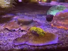 [TodoMarino.com] VENDIDAS Montipora tapizante - Toledo