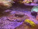 [TodoMarino.com] VENDIDAS Montipora tapizante - Toledo