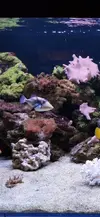 [TodoMarino.com] Vendo varios peces - Parla