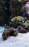 [TodoMarino.com] Vendo varios peces - Parla