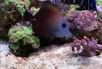 [TodoMarino.com] Vendo varios peces - Parla