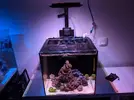 [TodoMarino.com] Inicio acuario marino 32 litros