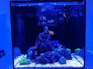 [TodoMarino.com] Inicio acuario marino 32 litros