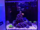 [TodoMarino.com] Inicio acuario marino 32 litros