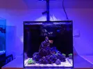 [TodoMarino.com] Inicio acuario marino 32 litros