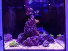 [TodoMarino.com] Inicio acuario marino 32 litros
