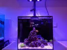 [TodoMarino.com] Inicio acuario marino 32 litros