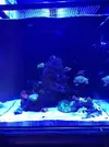 [TodoMarino.com] Nuevo cubo reef 125 lts