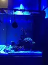 [TodoMarino.com] Nuevo cubo reef 125 lts