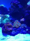 [TodoMarino.com] Nuevo cubo reef 125 lts
