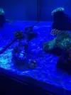 [TodoMarino.com] Nuevo cubo reef 125 lts