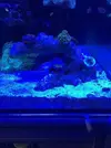 [TodoMarino.com] Nuevo cubo reef 125 lts