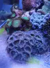 [TodoMarino.com] Vendo algunos blandos y zoas (Girona - no envio) - Girona