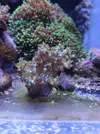 [TodoMarino.com] Vendo algunos blandos y zoas (Girona - no envio) - Girona