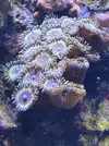 [TodoMarino.com] Vendo algunos blandos y zoas (Girona - no envio) - Girona