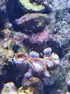 [TodoMarino.com] Vendo algunos blandos y zoas (Girona - no envio) - Girona