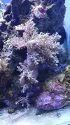 [TodoMarino.com] Vendo algunos blandos y zoas (Girona - no envio) - Girona