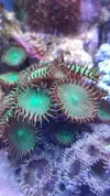 [TodoMarino.com] Vendo algunos blandos y zoas (Girona - no envio) - Girona