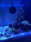 [TodoMarino.com] Nuevo cubo reef 125 lts