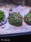 [TodoMarino.com] Venta de lo vivo - Valencia
