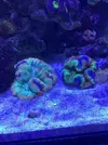 [TodoMarino.com] Nuevo cubo reef 125 lts
