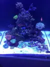 [TodoMarino.com] Nuevo cubo reef 125 lts