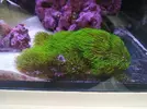 [TodoMarino.com] (VENDIDO TODO) Colonia Zoanthus, Pachiclavularia, anémonas. - Valdemoro