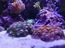 [TodoMarino.com] (VENDIDO TODO) Colonia Zoanthus, Pachiclavularia, anémonas. - Valdemoro