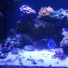 [TodoMarino.com] Vendo acuario 250l y vivo por desmonte. Madrid - Madrid