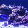 [TodoMarino.com] Vendo acuario 250l y vivo por desmonte. Madrid - Madrid