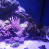 [TodoMarino.com] Vendo acuario 250l y vivo por desmonte. Madrid - Madrid