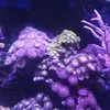 [TodoMarino.com] Vendo acuario 250l y vivo por desmonte. Madrid - Madrid