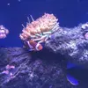 [TodoMarino.com] Vendo acuario 250l y vivo por desmonte. Madrid - Madrid