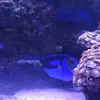 [TodoMarino.com] Vendo acuario 250l y vivo por desmonte. Madrid - Madrid