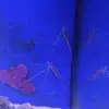 [TodoMarino.com] Vendo acuario 250l y vivo por desmonte. Madrid - Madrid