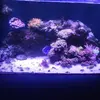 [TodoMarino.com] Vendo acuario 250l y vivo por desmonte. Madrid - Madrid