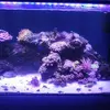 [TodoMarino.com] Vendo acuario 250l y vivo por desmonte. Madrid - Madrid