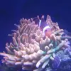 [TodoMarino.com] Vendo acuario 250l y vivo por desmonte. Madrid - Madrid