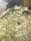 [TodoMarino.com] ¿Gusano de fuego? y algo mas...
