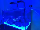 [TodoMarino.com] RedSea Reef 250 + Sump