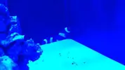 [TodoMarino.com] RedSea Reef 250 + Sump