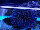 [TodoMarino.com] Acropora Tortuosa XL - Vigo (Pontevedra)