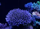 [TodoMarino.com] Acropora Tortuosa XL - Vigo (Pontevedra)