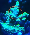 [TodoMarino.com] Caleta reef