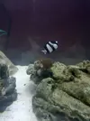 [TodoMarino.com] vendo o cambio peces