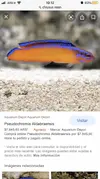 [TodoMarino.com] Compatibilidad de gambas